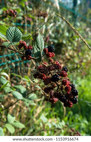 Wild Flowers Wild Berries Black Berries 
