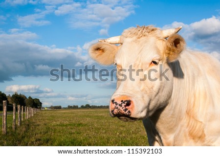 Staring cream colored cow in a Dutch meadow with a fence of wooden posts and barbed wire