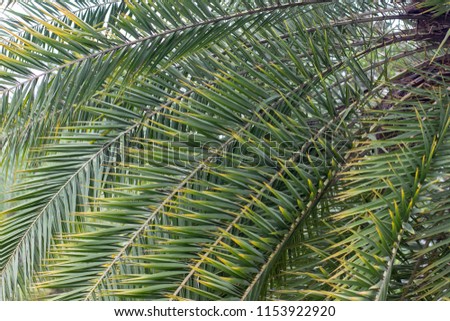 Palm leaves for black ground