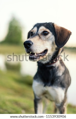 Breed dog breeds Husky and English spaniel