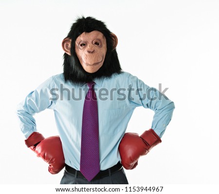 Businessman with head of monkey and red boxing gloves on white background.