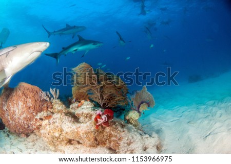 Picture shows a Lemon shark and Caribbean reef sharks at the Bahamas
