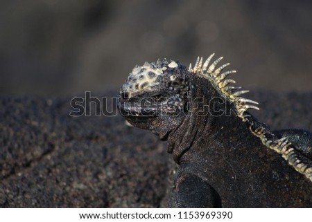 Marine iguana raises its head and looks out over the cooled lava towards the sea.