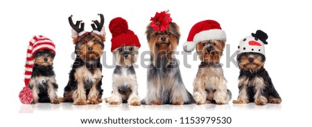 Yorkshire terriers wearing different christmas hats