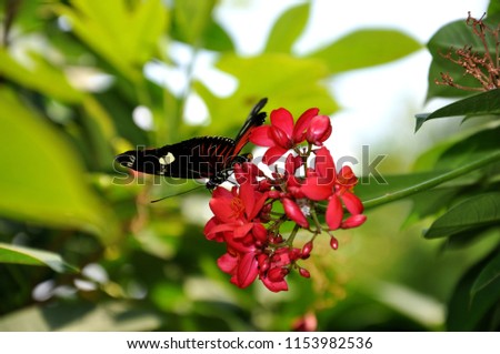 Red Spotted Swallowtail Manatee House butterfly on a red flower at zoo garden in tropical rain forest habitat
