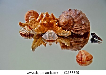 Reflection Of Shells