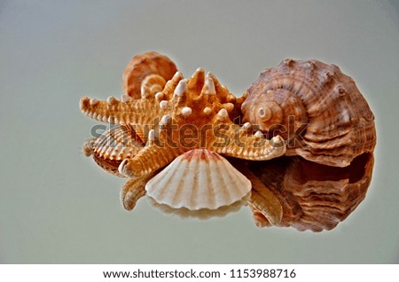 The Shell & Mirror Reflection