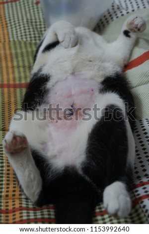 Black cat lying on a floor Have wounds from the sterilization