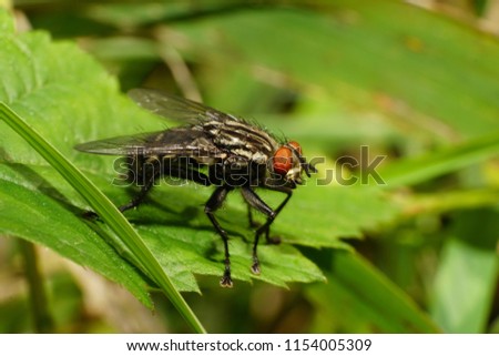 Macro gray wild fly Sarcophaga carnaria with paws, wings and big red eyes sitting on a green leaf in the middle of the grass of the Caucasus Mountains
                               