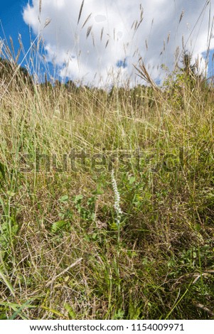 Spiranthes spiralis, commonly known as autumn lady's-tresses, is an orchid that grows in Europe and adjacent North Africa and Asia. It is a small grey-green plant. Habit picture with blue sky.