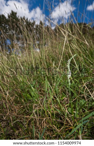 Spiranthes spiralis, commonly known as autumn lady's-tresses, is an orchid that grows in Europe and adjacent North Africa and Asia. It is a small grey-green plant. Habit picture with blue sky.