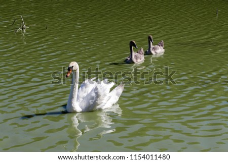 white swan in a pond