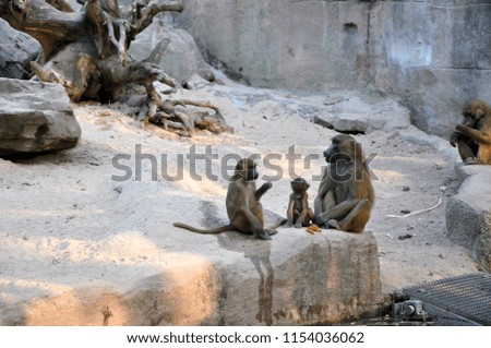Family of Guinea Baboon (Papio papio) monkeys at zoo garden