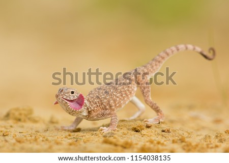 Phrynocephalus mystaceus is a species of agamid lizard found in Iran, North Afghanistan, Eastern Caucasus, Kazakhstan, Uzbekistan