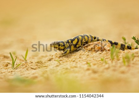 Tiger salamander or eastern tiger salamander (Ambystoma tigrinum) is a North American species of mole salamander