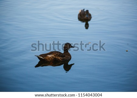 Two Wild Ducks in Pond or Lake with Water Background.  Close up
