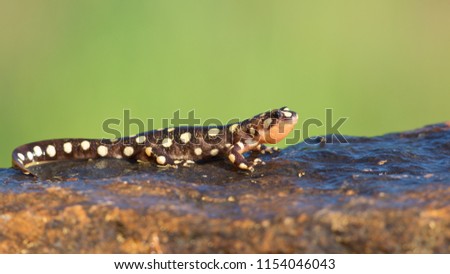 Yellow-spotted newt (Neurergus crocatus), also known as the Lake Urmia newt, is a species of salamander in the family Salamandridae found in Iran, Iraq, and Turkey.