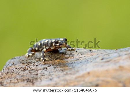 Yellow-spotted newt (Neurergus crocatus), also known as the Lake Urmia newt, is a species of salamander in the family Salamandridae found in Iran, Iraq, and Turkey.