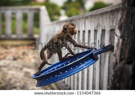 Lifestyle of monkeys in Chonburi.