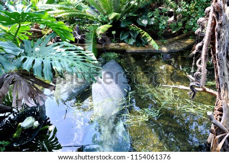 Large flat tropical amazonian fish West Indian Manatee, known as sea cows (Trichechus manatus) at zoo garden in tropical rainforest habitat.