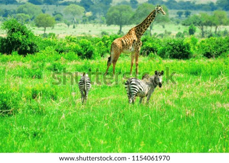 portrait of wild animals in savanna