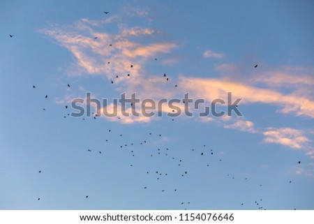 Jackdaws in the sky at sunset
	
