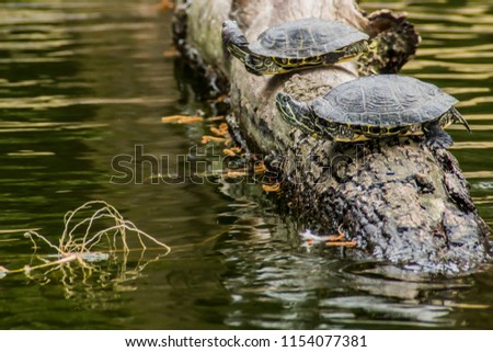 Two red-eared sliders on a tree trunk in a pond relaxingly sunbathing, reflection in water surface in blurred background, sunny day in a nature reserve. Space for text