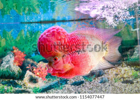 A cute crossbreed cichlid.it is a man made hybrid result of various cross-breedinng of south America cichlid. It is so beautiful and funny fish.