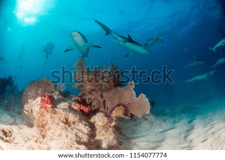 Picture shows a Caribbean reef shark at the Bahamas