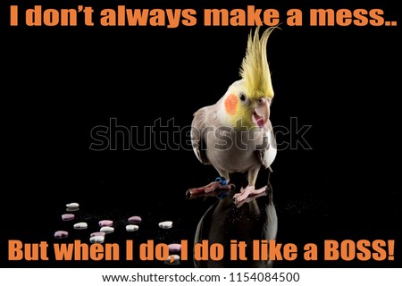 Funny Cockatiel Quote, cute parrot meme, eating small hearts, parrot eating heart shaped food in studio on a reflective surface, isolated on black background. makes mess like a boss