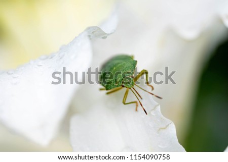 Green insect on a white flower with water drops.