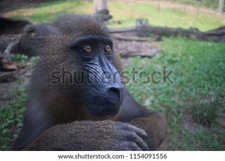Monkey posing for picture