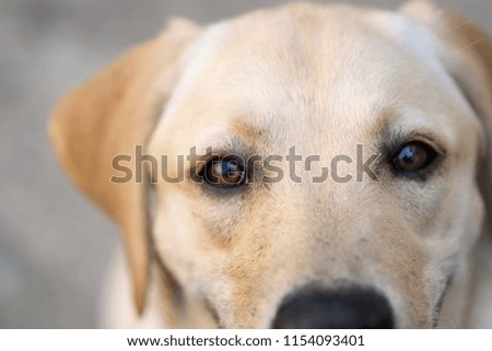 A look of a biscuit labrador. A dog focused on a man.