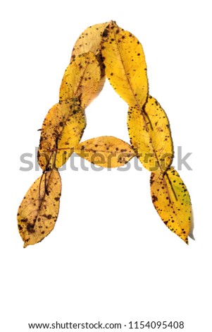 Letter A composed of autumn leaves on white background