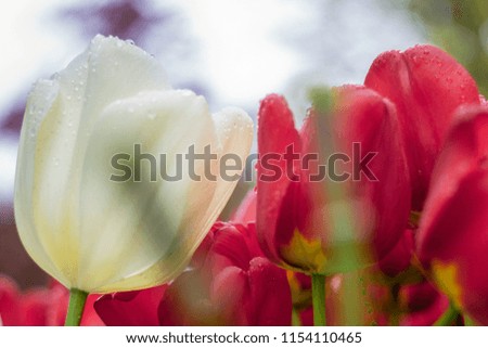 white tulips with some red  single white tulip among red tulips stock photo white tulips with red stripes with red tulips in a flowerbed