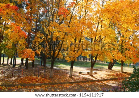 beautiful  season autumn with golden foliage on the trees out of the city 