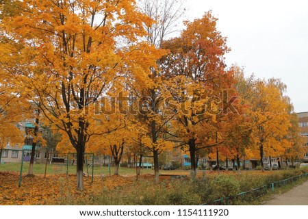 beautiful  season autumn with golden foliage on the trees out of the city 