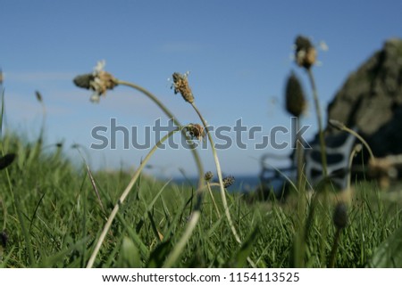 Weeds, wildflowers and grass with a background of sea and bench