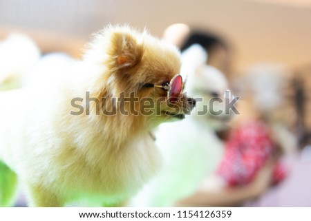 Puppy Pomeranian wear fashion glasses in the building with bokeh background.