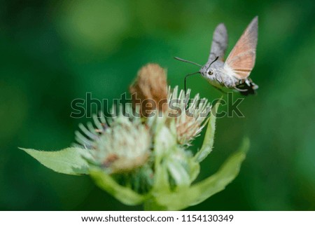Close-up detailed photo of a Hummingbird hawk-moth (Macroglossum stellatarum) on a wildflower against green natural background.