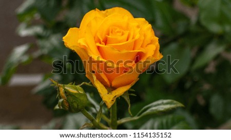 Yellow rose bud on a green background