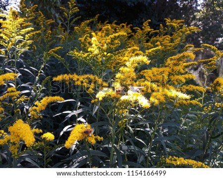 Yellow flowers of Solidago nemoralis or gray goldenrod, in the garden. It is a species of flowering plant in the aster family, Asteraceae.
