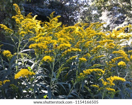 Yellow flowers of Solidago nemoralis or gray goldenrod, in the garden. It is a species of flowering plant in the aster family, Asteraceae.

