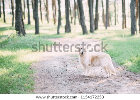 A friendly dog retriver spends an active time on the nature in the middle of the forest.
