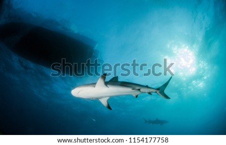 Picture shows a Caribbean reef shark at the Bahamas