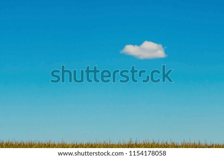 field with yellow vegetation against the blue sky with a little cloud. field with yellow vegetation against the blue sky. dry grass against the sky