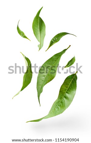 flying green tea leaves isolated on white background. Food levitation concept, high resolution Royalty-Free Stock Photo #1154190904