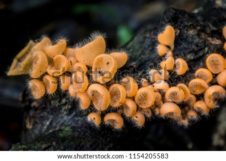 Orange mushroom or Cookeina tricholoma on the tree in the rain forest at Thailand. / Macro of group cookeina tricholoma (phylum Ascomycota) has long hair around the cup and green blur background. Royalty-Free Stock Photo #1154205583