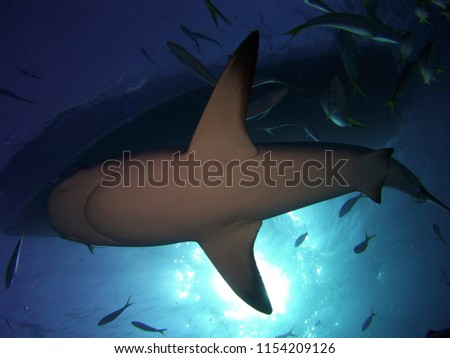Sharks in the Ocean