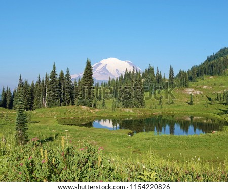 Beautiful Mount Rainier National Park summer scene. Wildflowers in green grass foreground. Tranquil alpine lake reflects the tip of snow covered Mount Rainier & line of evergreen trees in background.